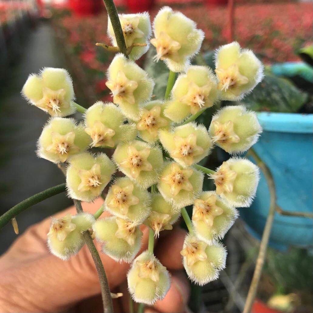 Hoya Imbricata, Hoya scudo - basket Ø14 cm