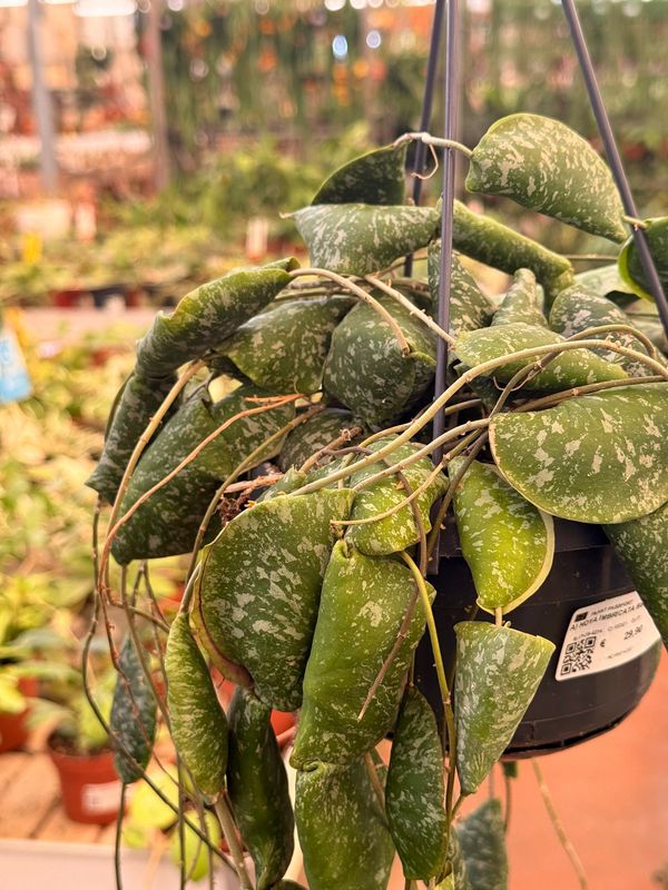 Hoya Imbricata, Hoya scudo - basket Ø14 cm