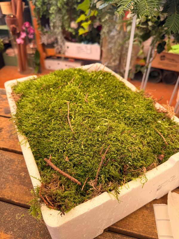 Muschio piatto naturale, Flat moss per presepe, composizioni e terrari - confezione