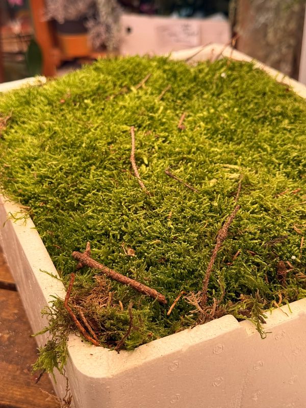 Muschio piatto naturale, Flat moss per presepe, composizioni e terrari - confezione Muschio piatto naturale, Flat moss per presepe, composizioni e terrari - confezione