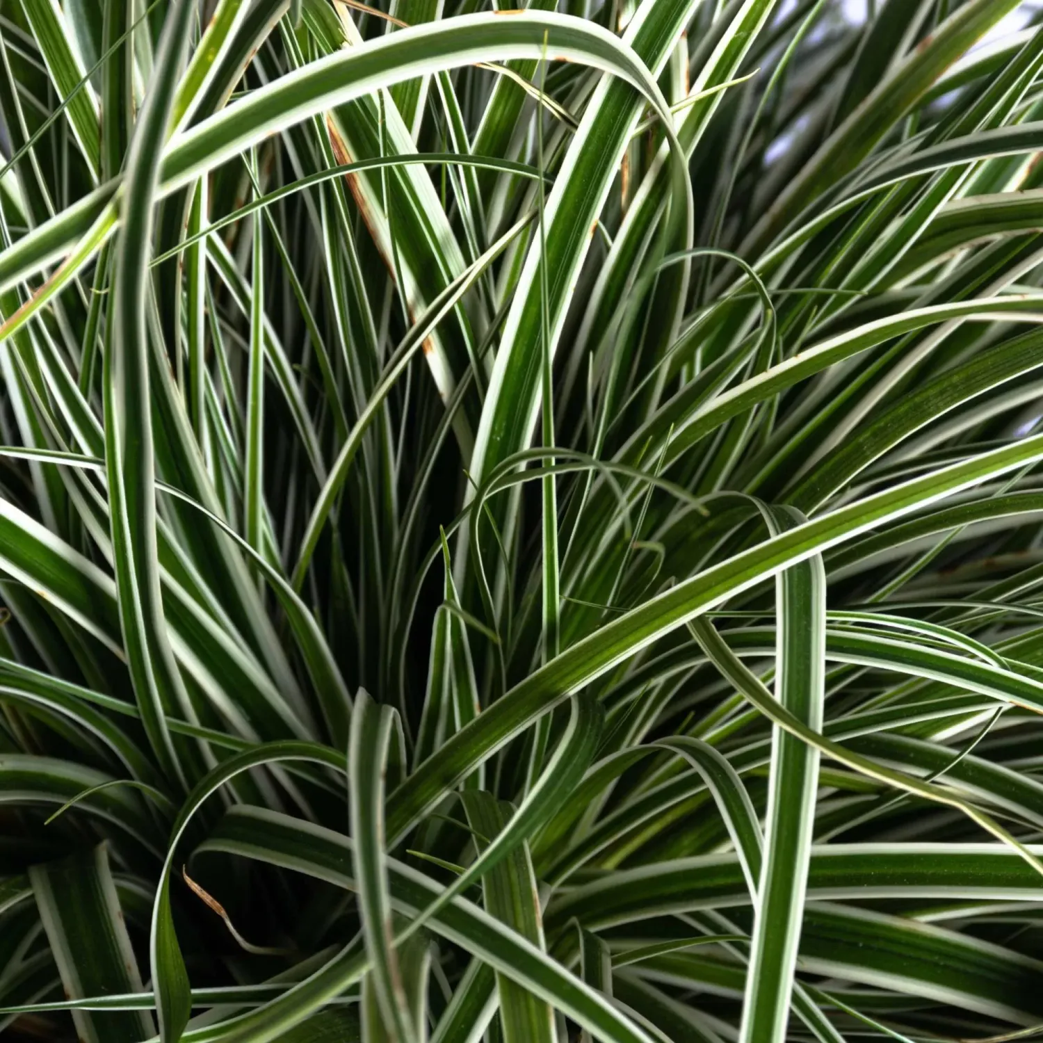 Carex oshimensis 'Everest' - vaso Ø10 cm Carex oshimensis 'Everest' - vaso Ø10 cm