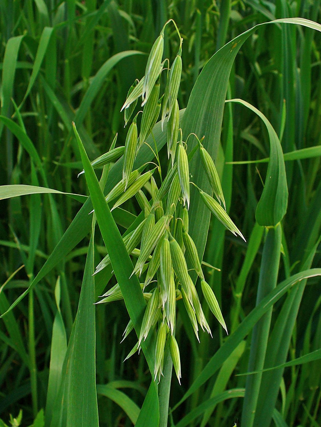 Erbaio foraggero - Avena sativa 'Donna' / 'Perttu' - sacco 10 kg | Sementi Continental
