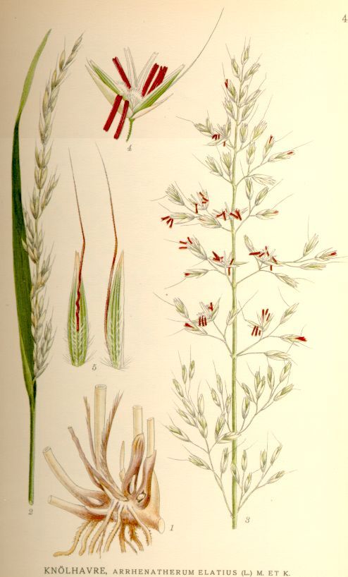 Prato stabile foraggera - Avena altissima 'Median' / 'Legan' - sacco 10 kg | Sementi Continental Prato stabile foraggera - Avena altissima 'Median' / 'Legan' - sacco 10 kg | Sementi Continental
