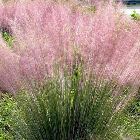 Muhlenbergia capillaris - vaso Ø24 cm