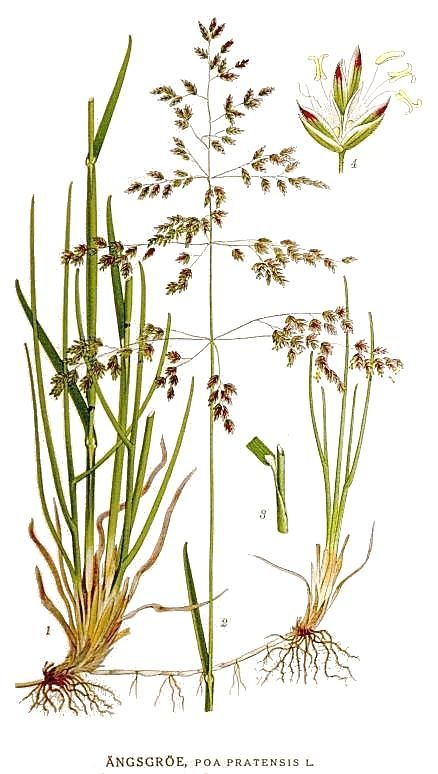 Poa pratensis 'Evora' / 'Appalachian', Fienarola dei prati - sacco 5 kg | Sementi per prato Continental Poa pratensis 'Evora' / 'Appalachian', Fienarola dei prati - sacco 5 kg | Sementi per prato Continental