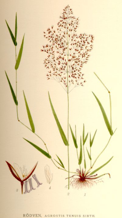 Agrostide tenue 'Highland', Agrostis capillaris - scatola 1 kg | Sementi per prato Continental Agrostide tenue 'Highland', Agrostis capillaris - scatola 1 kg | Sementi per prato Continental