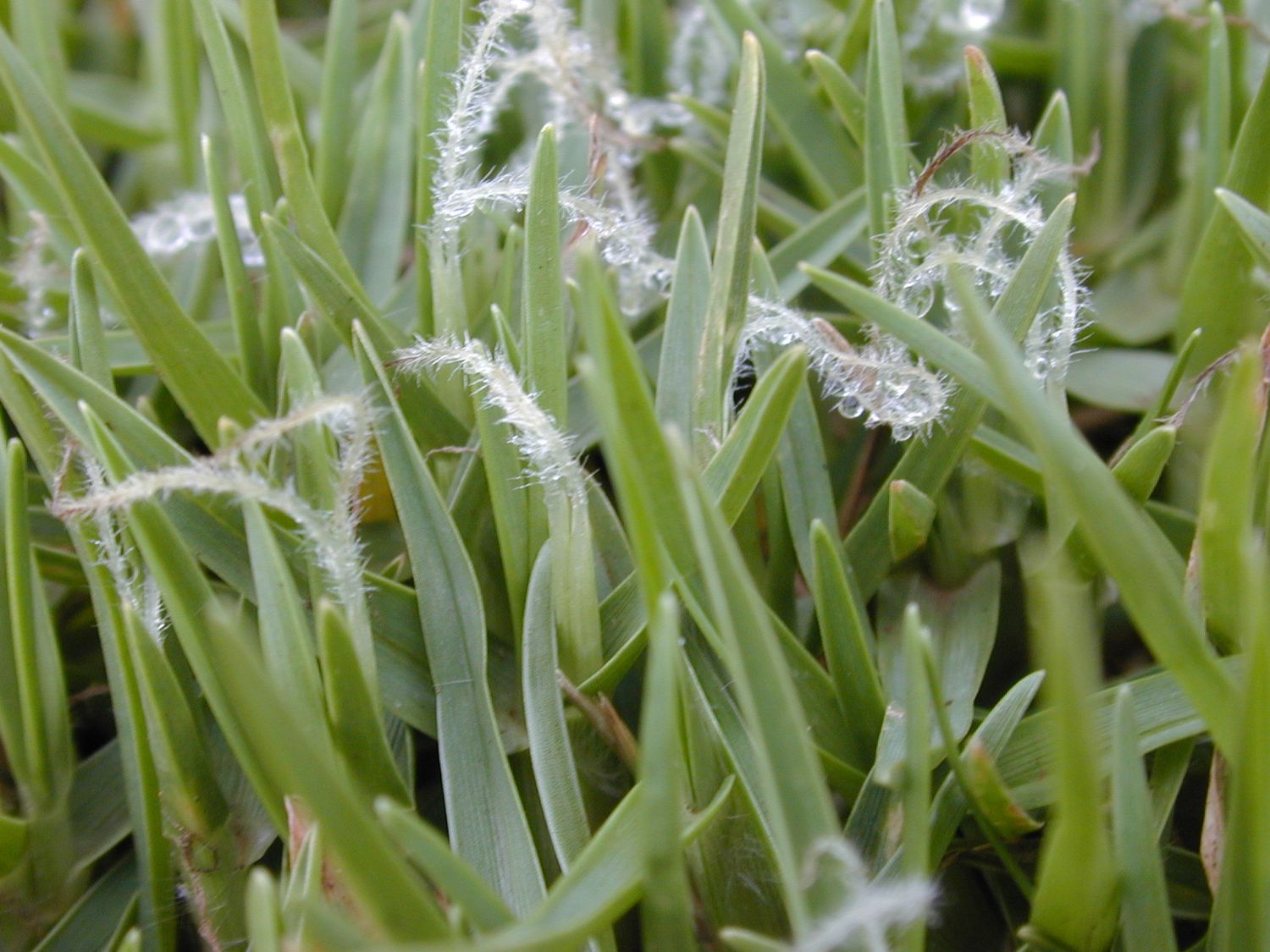 Kikuyu, Pennisetum clandestinum seme confettato - scatola 1 kg | Sementi per prato Continental Kikuyu, Pennisetum clandestinum seme confettato - scatola 1 kg | Sementi per prato Continental