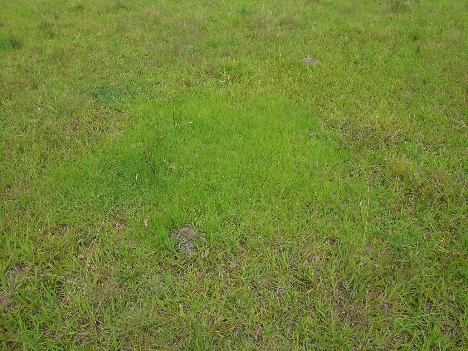 Paspalum notatum 'Bahiagrass' seme confettato - sacco 5 kg | Sementi per prato Continental Paspalum notatum 'Bahiagrass' seme confettato - sacco 5 kg | Sementi per prato Continental