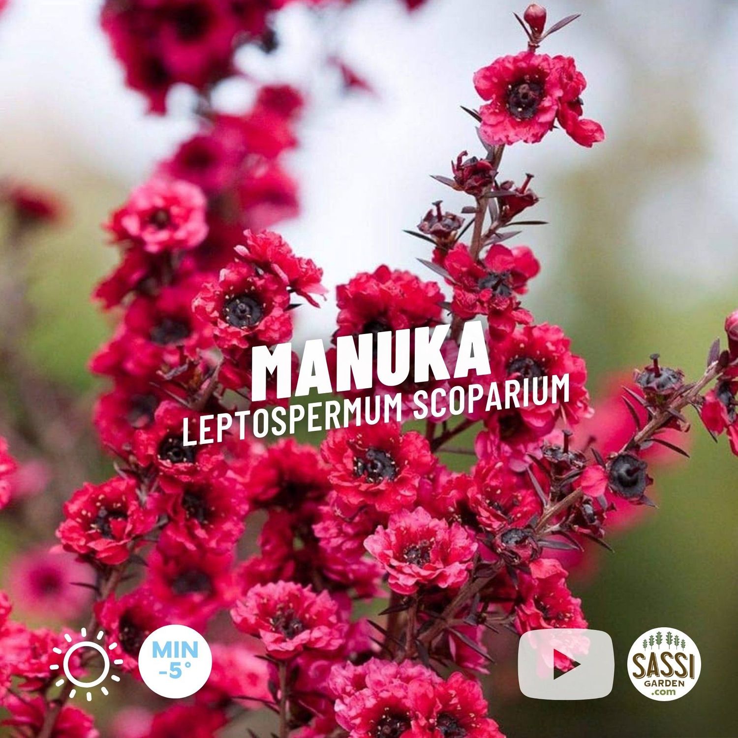 Manuka, Leptospermum scoparium fiore ROSSO - vaso Ø24 cm