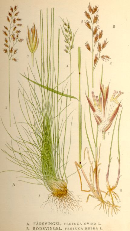 Festuca rubra rubra 'Maxima 1' / 'Gondolin', Festuca rossa strisciante - sacco 5 kg | Sementi per prato Continental Festuca rubra rubra 'Maxima 1' / 'Gondolin', Festuca rossa strisciante - sacco 5 kg | Sementi per prato Continental