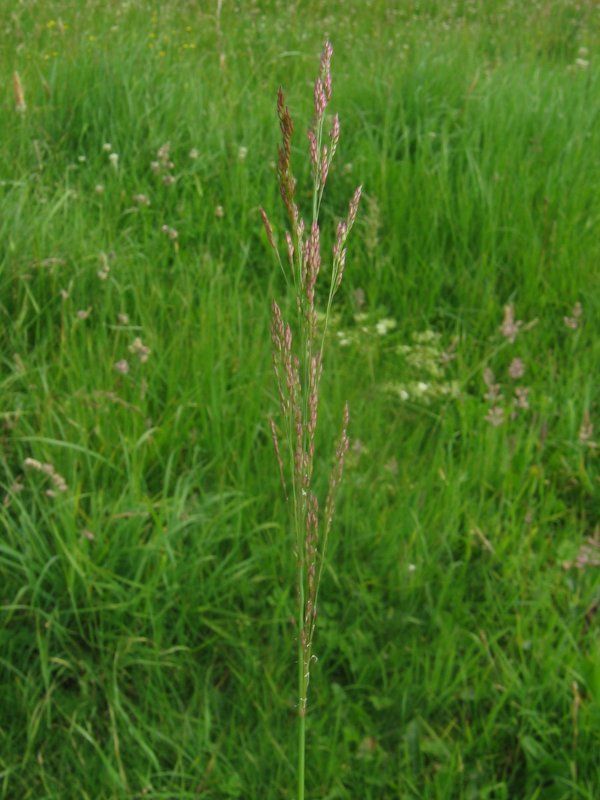 Agrostide stolonifera 'PC 2' seme confettato, Agrostis stolonifera - sacco 5 kg | Sementi per prato Continental