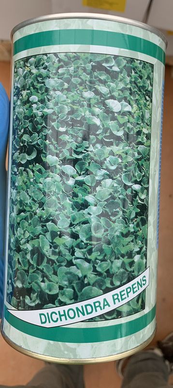 Dichondra repens, Dicondra seme confettato - sacco 5 kg | Sementi per prato Continental Dichondra repens, Dicondra seme confettato - sacco 5 kg | Sementi per prato Continental