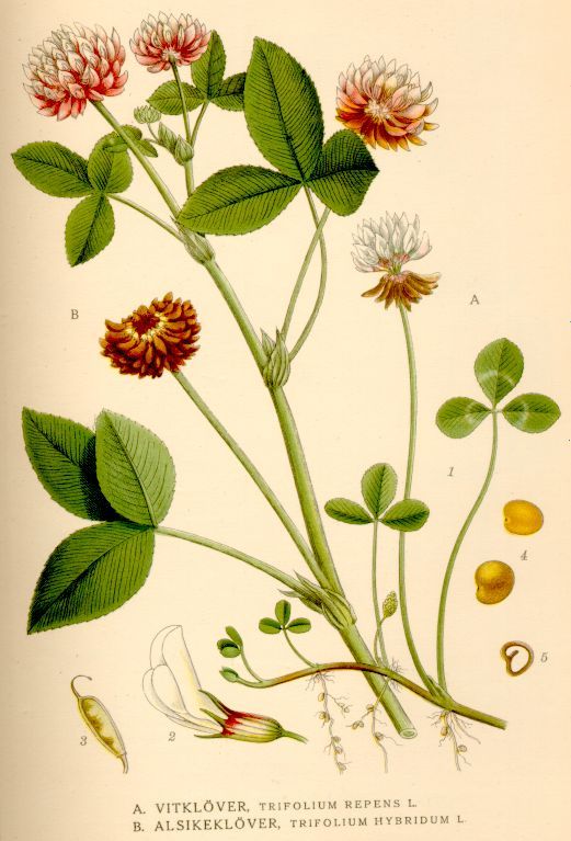 Trifoglio nanissimo 'Rivendel' / 'Pipolina', Trifolium repens microphyllum seme confettato - scatola 1 kg | Sementi per prato Continental Trifoglio nanissimo 'Rivendel' / 'Pipolina', Trifolium repens microphyllum seme confettato - scatola 1 kg | Sementi per prato Continental