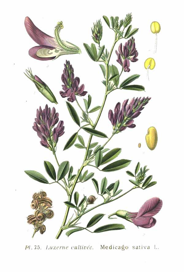 Prato stabile foraggera - Erba medica 'Lodi' / 'Marina' con rizobio e micorrize - sacco 10 kg | Sementi Continental