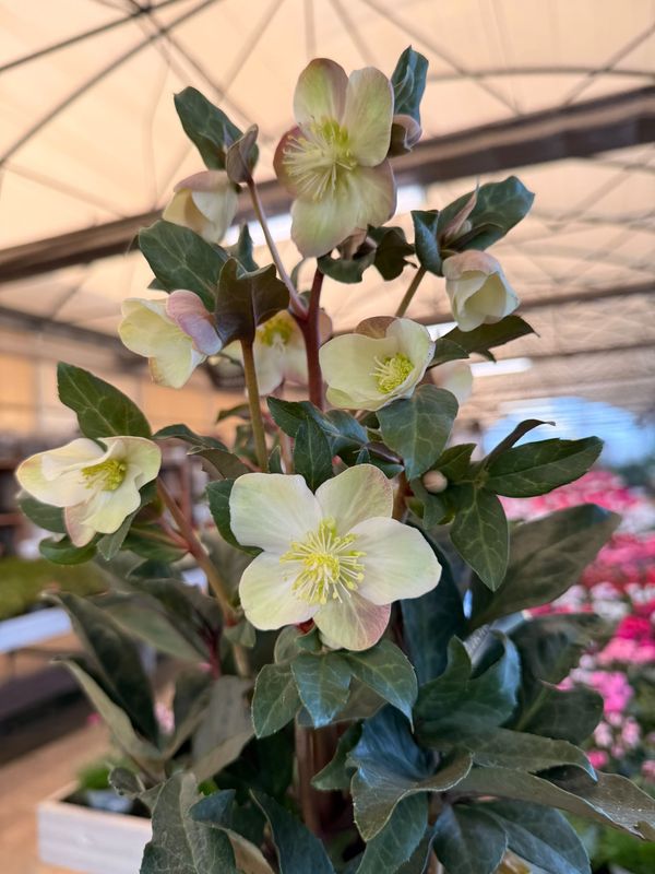 Helleboro, Helleborus 'Maestro', Elleboro, Rosa di Natale - vaso Ø15 cm Helleboro, Helleborus 'Maestro', Elleboro, Rosa di Natale - vaso Ø15 cm