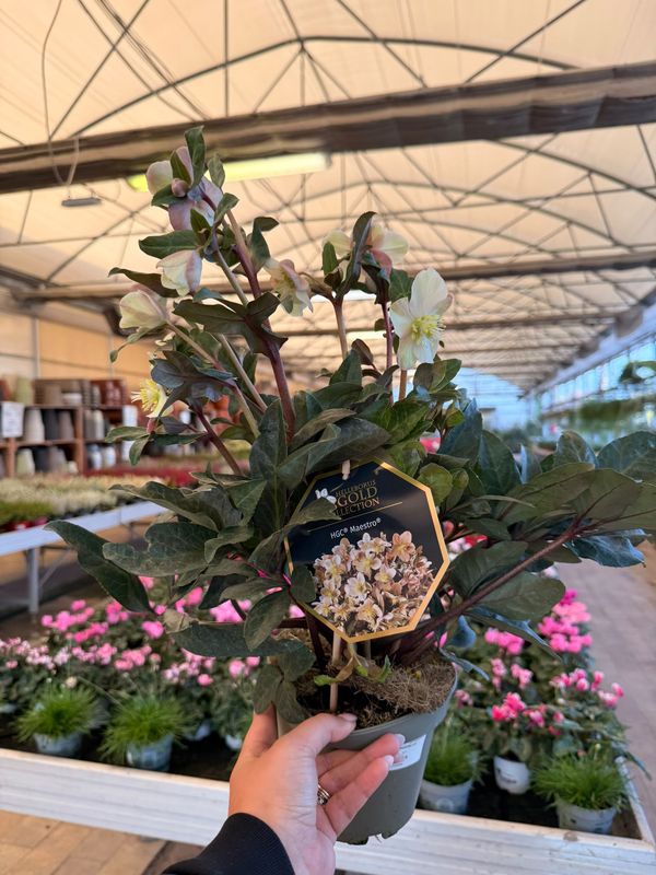 Helleboro, Helleborus 'Maestro', Elleboro, Rosa di Natale - vaso Ø15 cm
