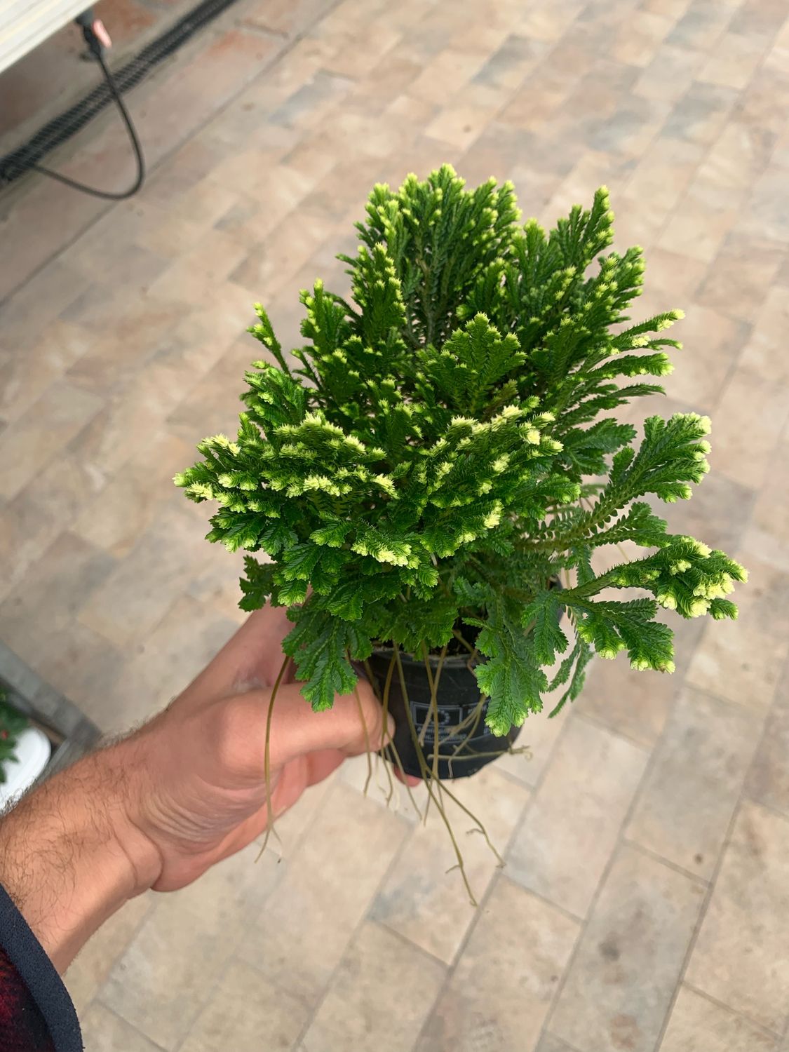 Selaginella martensii 'Jori' - vaso Ø12 cm