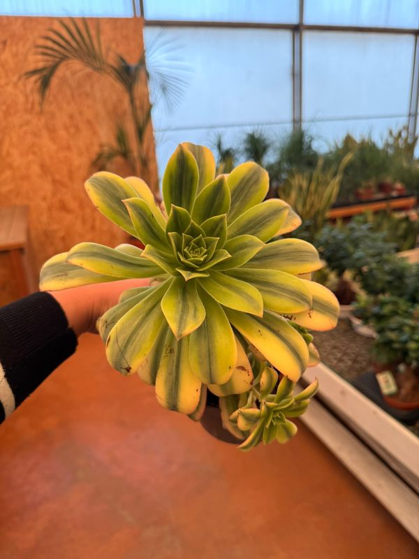 Aeonium 'Kiwi' - Kiwiniano - vaso Ø12 cm Aeonium 'Kiwi' - Kiwiniano - vaso Ø12 cm
