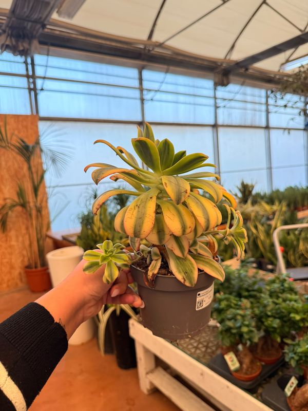 Aeonium 'Kiwi' - Kiwiniano - vaso Ø12 cm