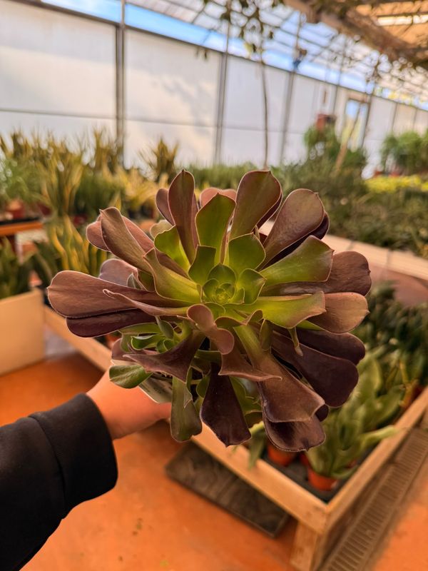 Aeonium arboreum, Pianta Grassa - vaso Ø14 cm