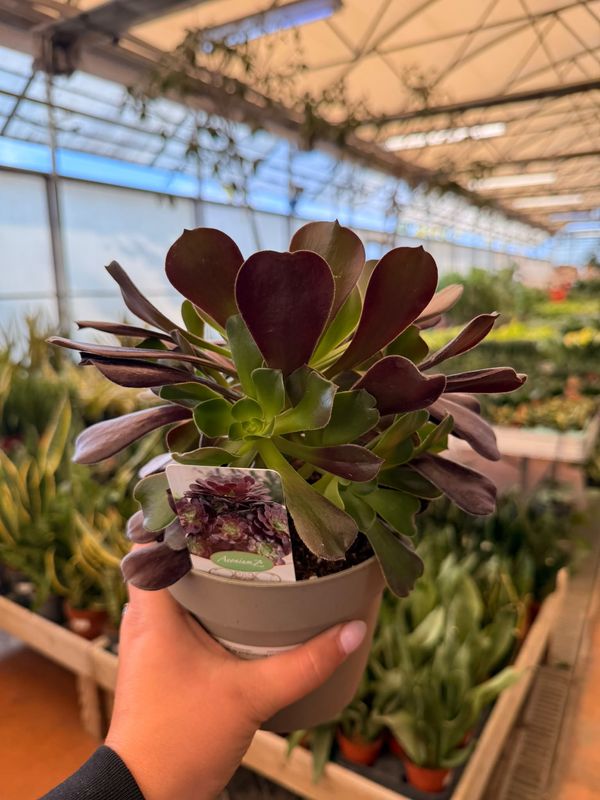 Aeonium arboreum, Pianta Grassa - vaso Ø14 cm Aeonium arboreum, Pianta Grassa - vaso Ø14 cm