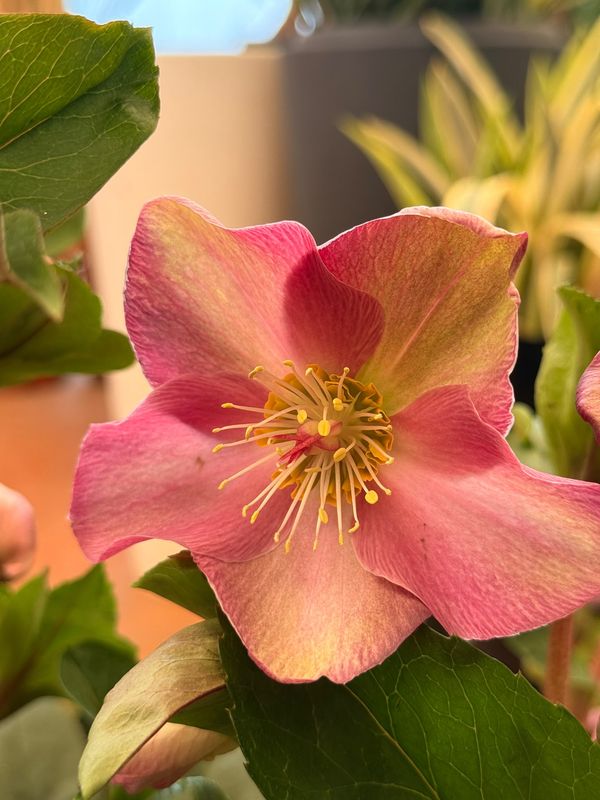 Helleboro Rosso - Helleborus Ice n'roses Red JUMBO XXL - Elleboro - vaso Ø29 cm Helleboro Rosso - Helleborus Ice n'roses Red JUMBO XXL - Elleboro - vaso Ø29 cm