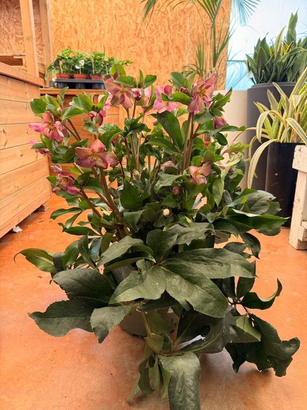 Helleboro Rosso - Helleborus Ice n'roses Red JUMBO XXL - Elleboro - vaso Ø29 cm
