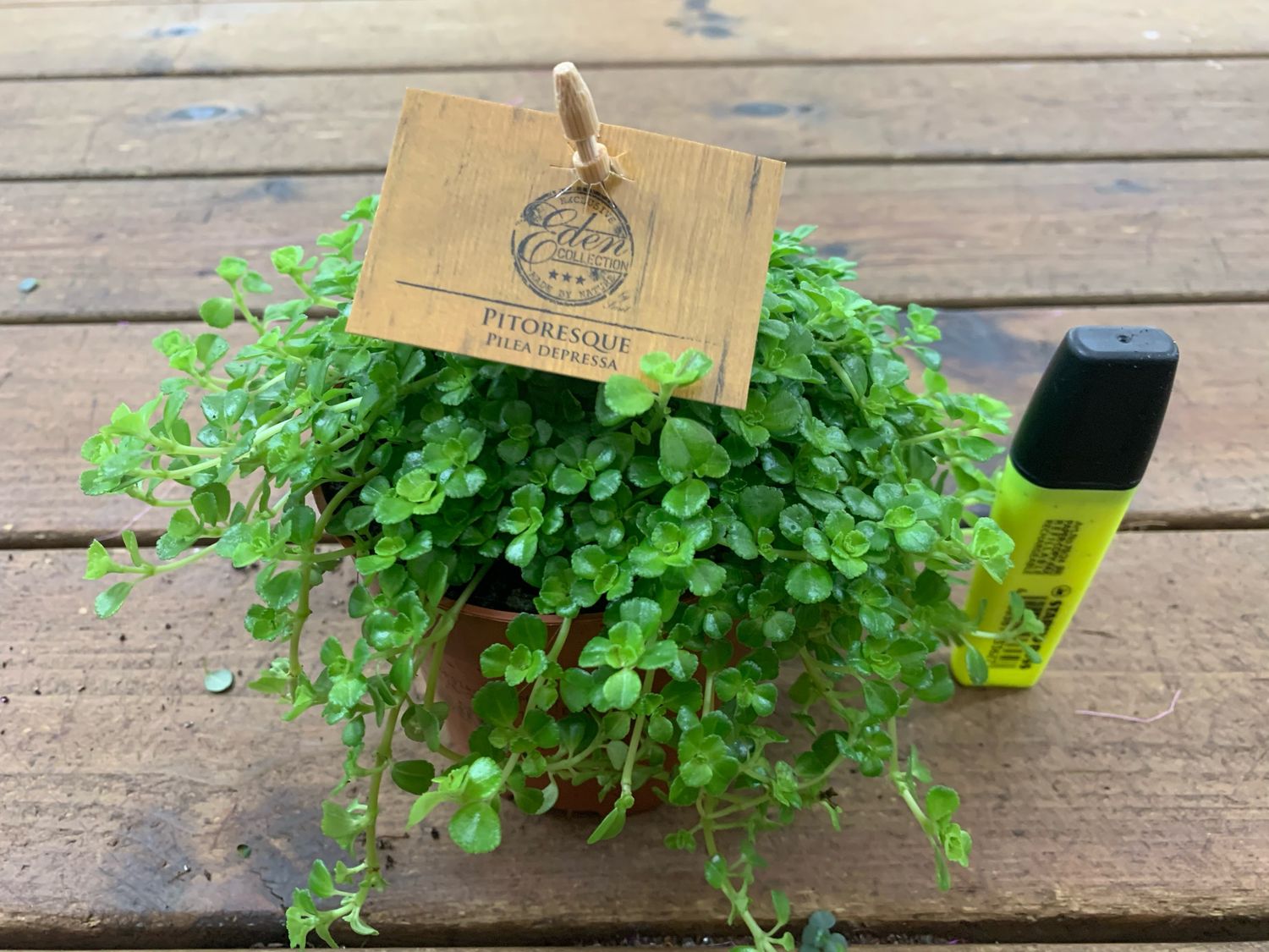 Pilea depressa - vaso Ø5,5 cm Pilea depressa - vaso Ø5,5 cm