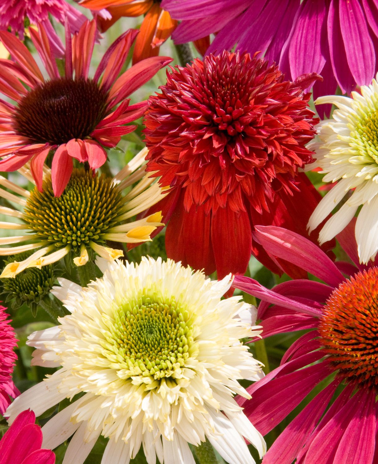 Echinacea mix colori - vaso Ø15 cm