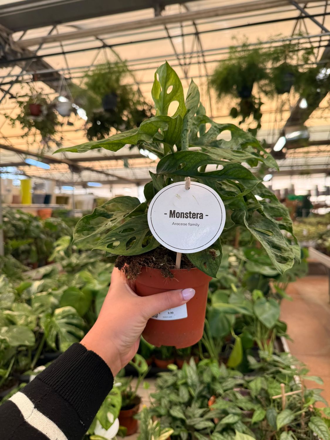 Monstera adansonii 'Menta' - vaso Ø12 cm