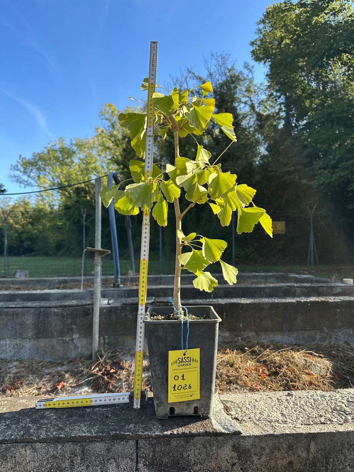 Ginkgo biloba, Pezzo Unico n. 01-1026 - h 70 cm PREBONSAI, BONSAI Ginkgo biloba - foto di ottobre 2026
