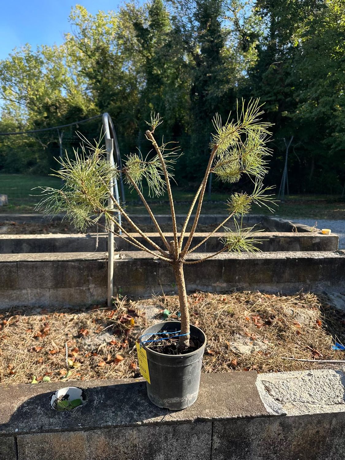 Pinus sylvestris, Pino silvestre - foto di ottobre 2026