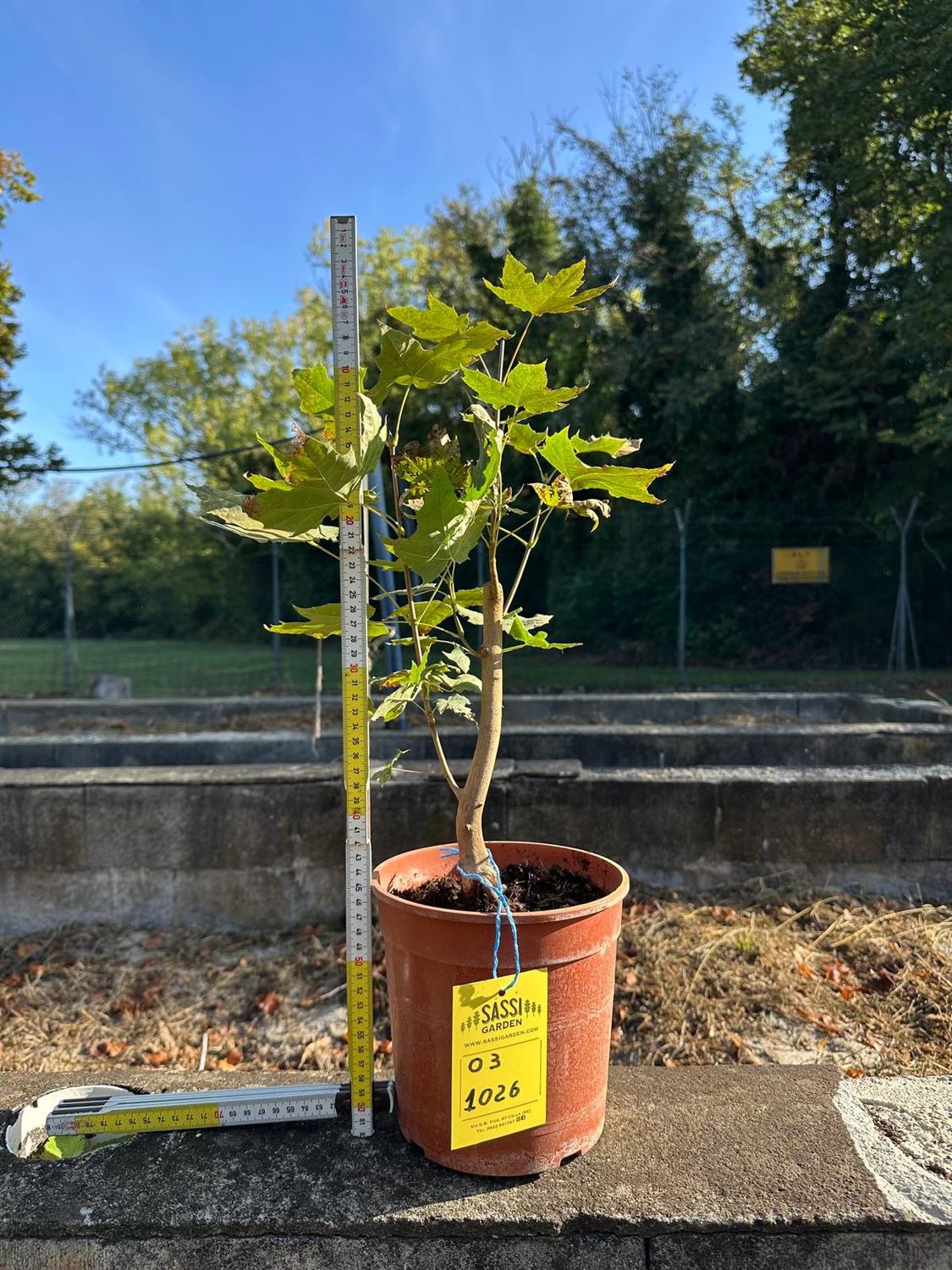 Acer opulifolium, Acero opalo - foto di ottobre 2026