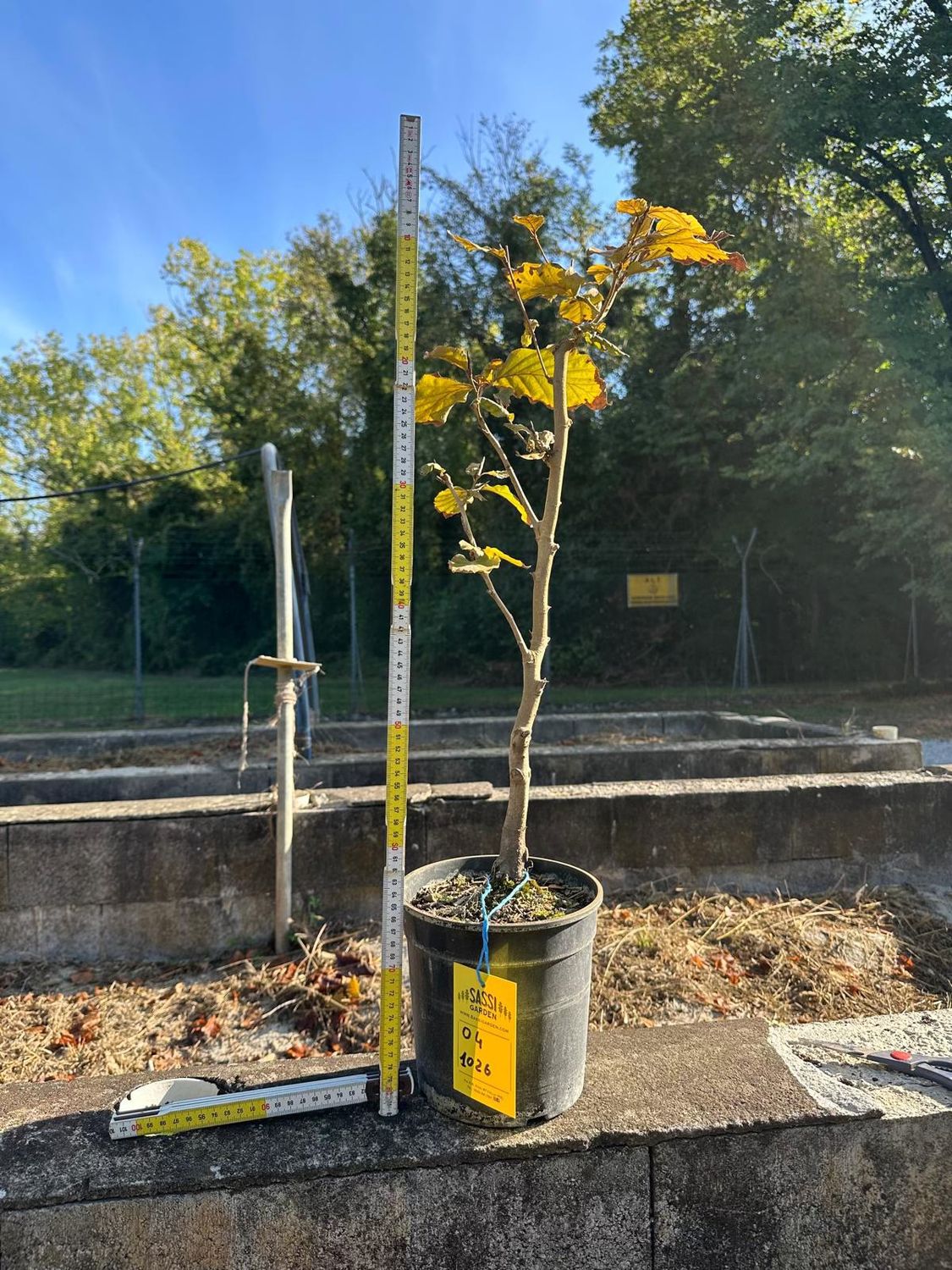 Fagus Sylvatica, Faggio, Pezzo Unico n. 04-1026 - h 55 cm PREBONSAI, BONSAI Fagus sylvatica, Faggio - foto di ottobre 2026