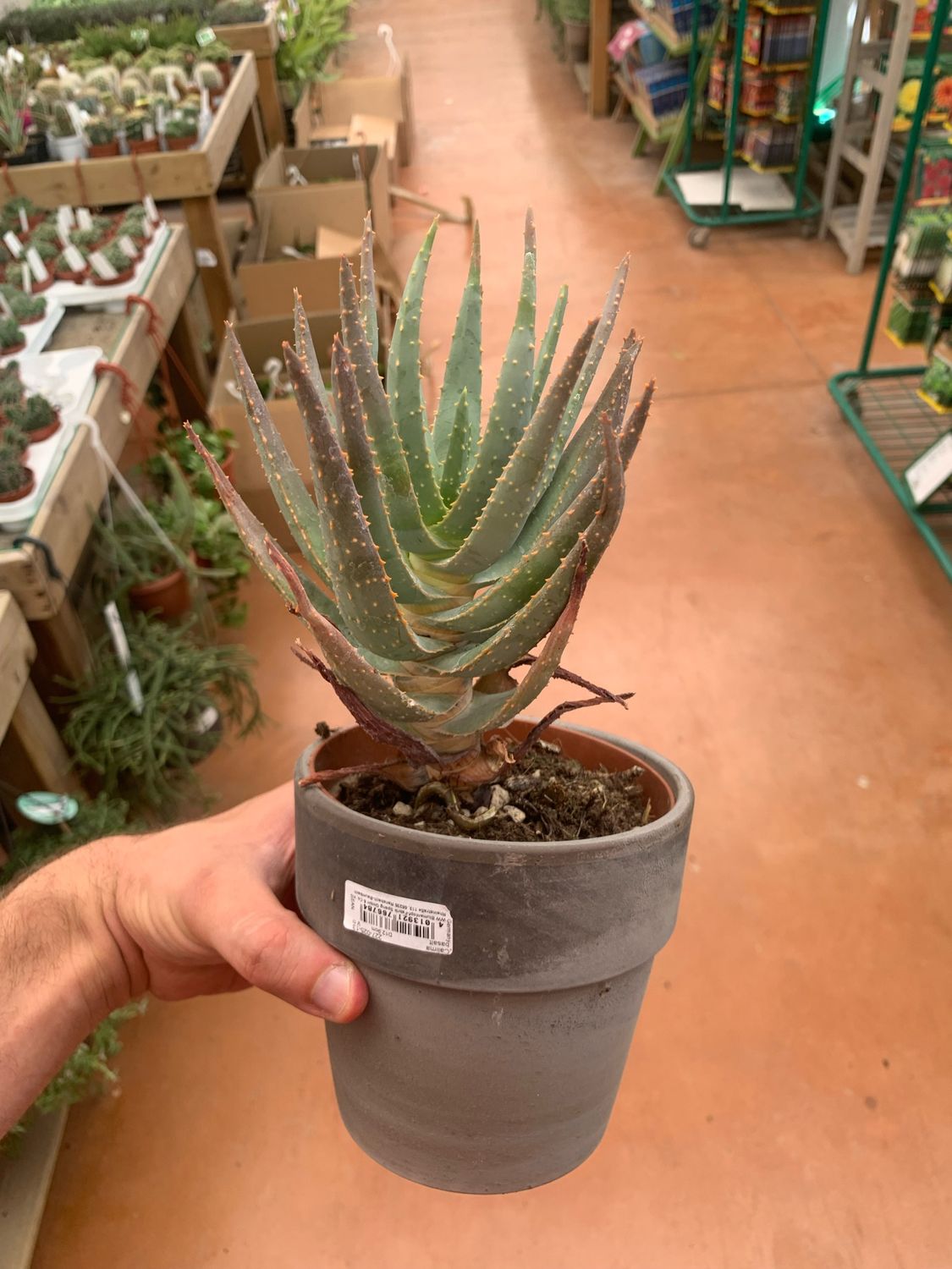 Aloe Dichotoma - vaso Ø24 cm