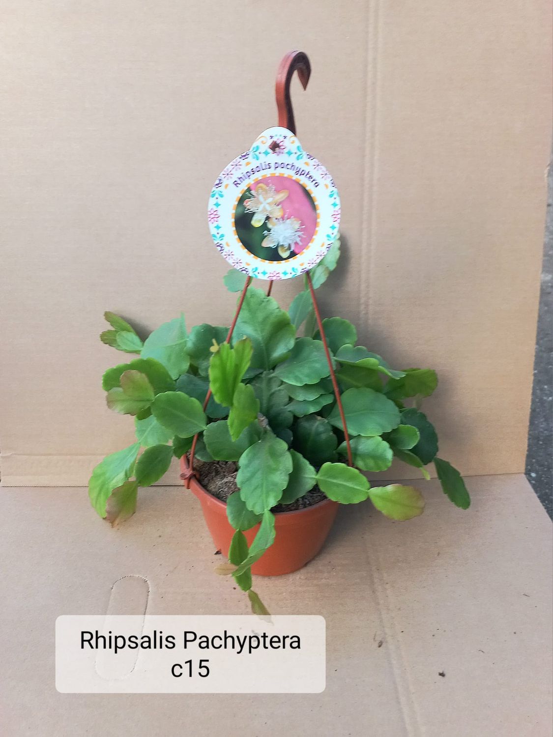 Rhipsalis pachyptera - vaso sospeso Ø15 cm