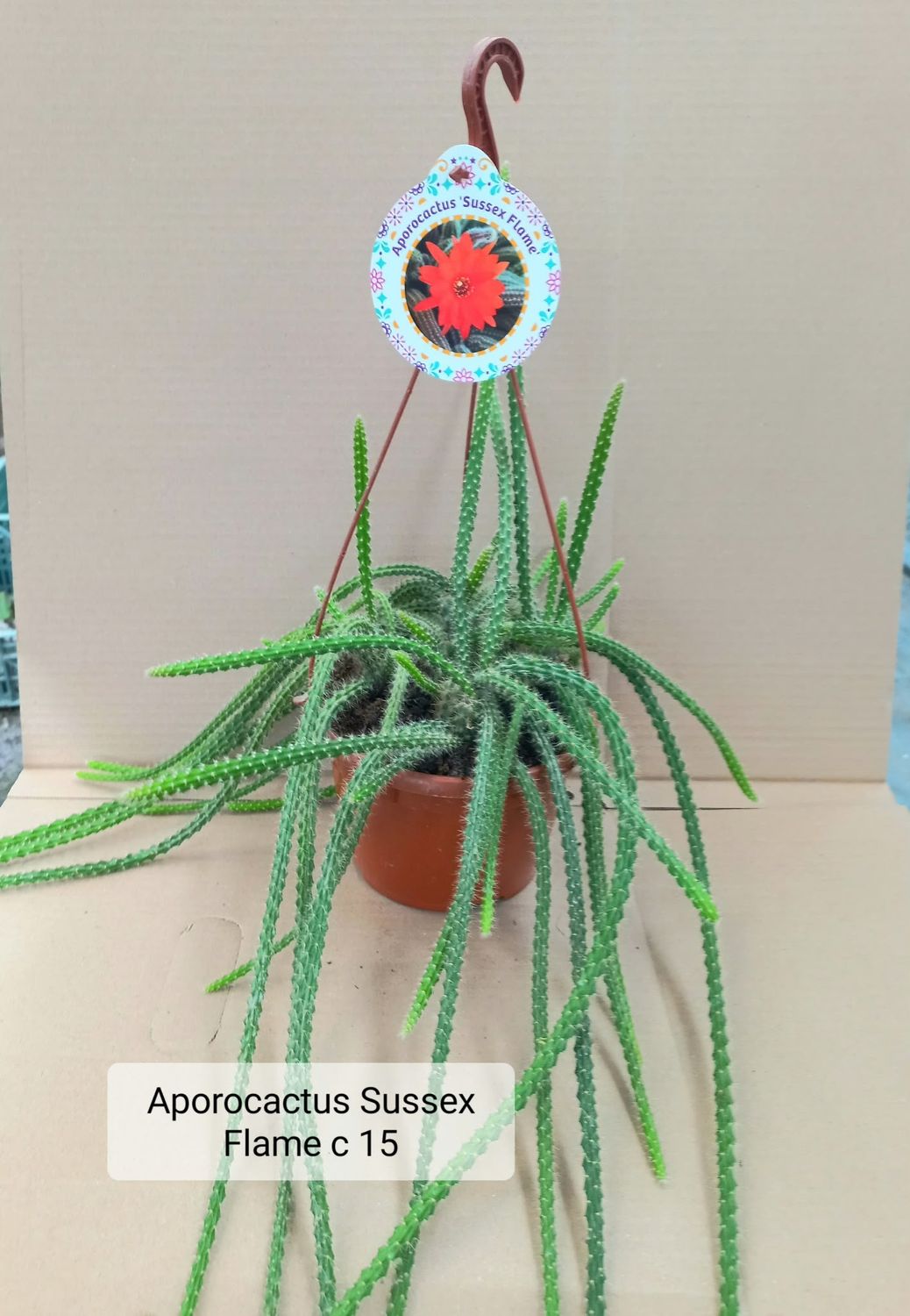 Coda di topo, Aporocactus 'Sussex Flame' - vaso sospeso Ø15 cm Coda di topo, Aporocactus 'Sussex Flame' - vaso sospeso Ø15 cm