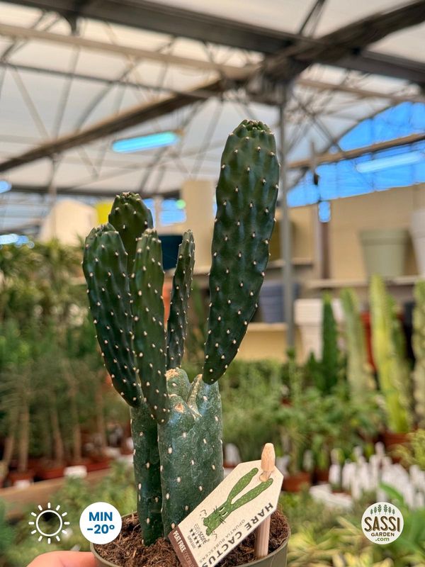 Opuntia humifusa 'Rubescens', Fico d'India Nano - vaso Ø9 cm Opuntia humifusa 'Rubescens', Fico d'India Nano - vaso Ø9 cm