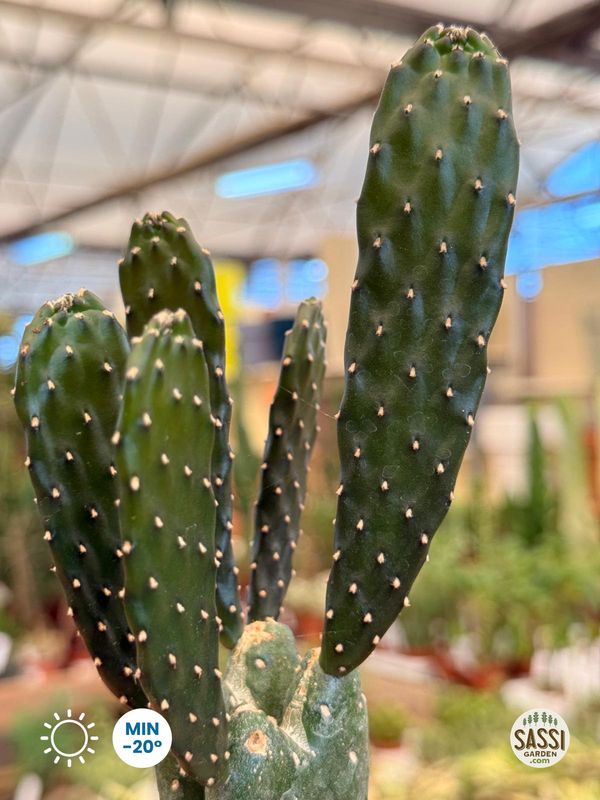 Opuntia humifusa 'Rubescens', Fico d'India Nano - vaso Ø9 cm