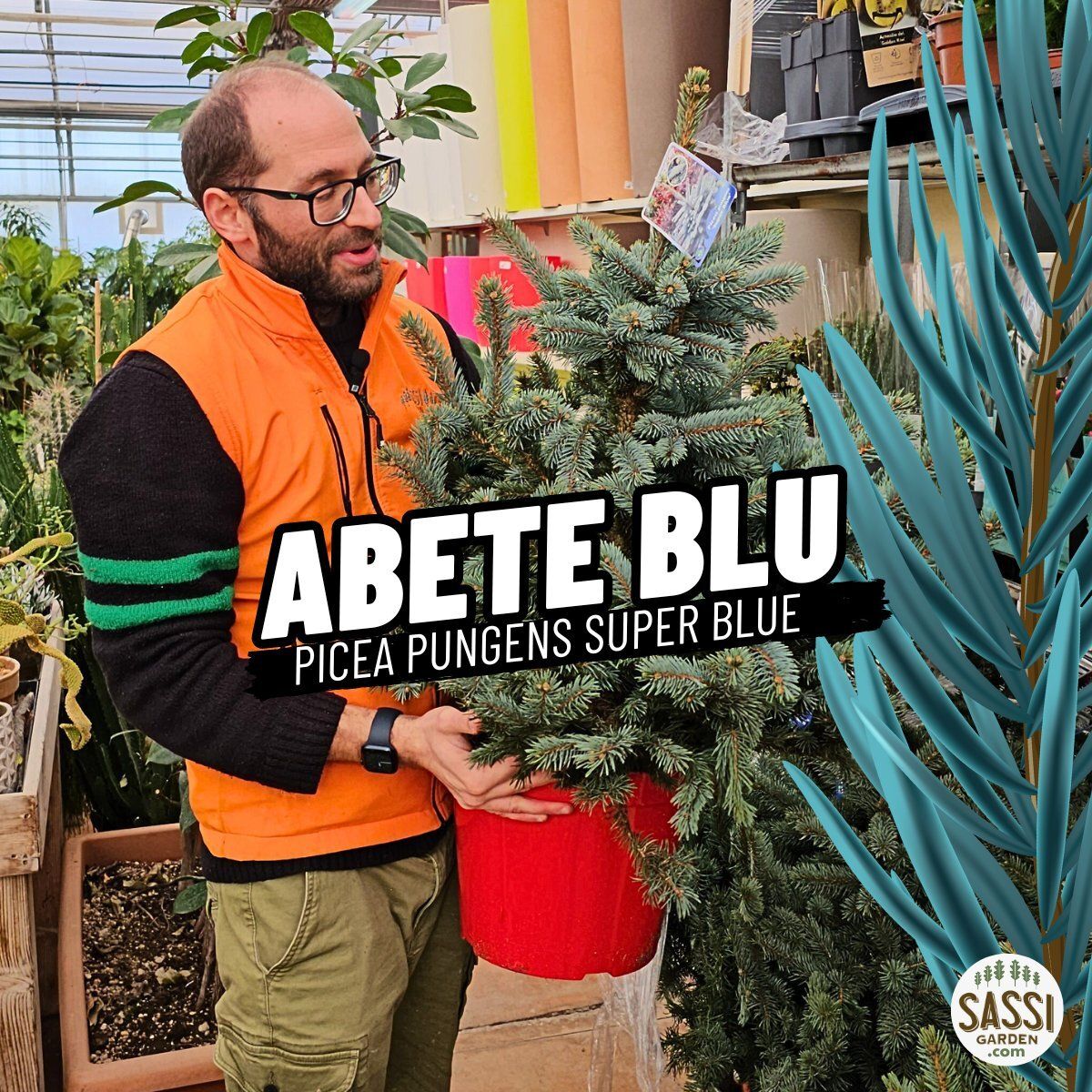 Abete Blu, Picea pungens 'Super Blue', Pino Argentato, Abete azzurro - vaso Ø32 cm, h 110 cm Abete Blu, Picea pungens 'Super Blue', Pino Argentato, Abete azzurro - vaso Ø32 cm, h 110 cm