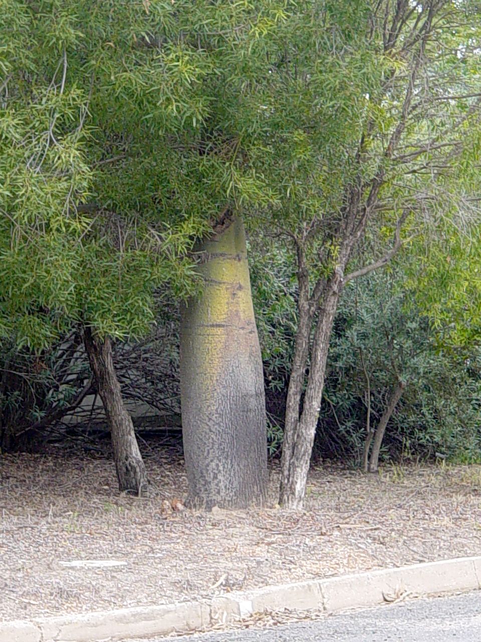 Brachychiton rupestris, Albero bottiglia del Queensland - vaso Ø35 cm Brachychiton rupestris, Albero bottiglia del Queensland - vaso Ø35 cm