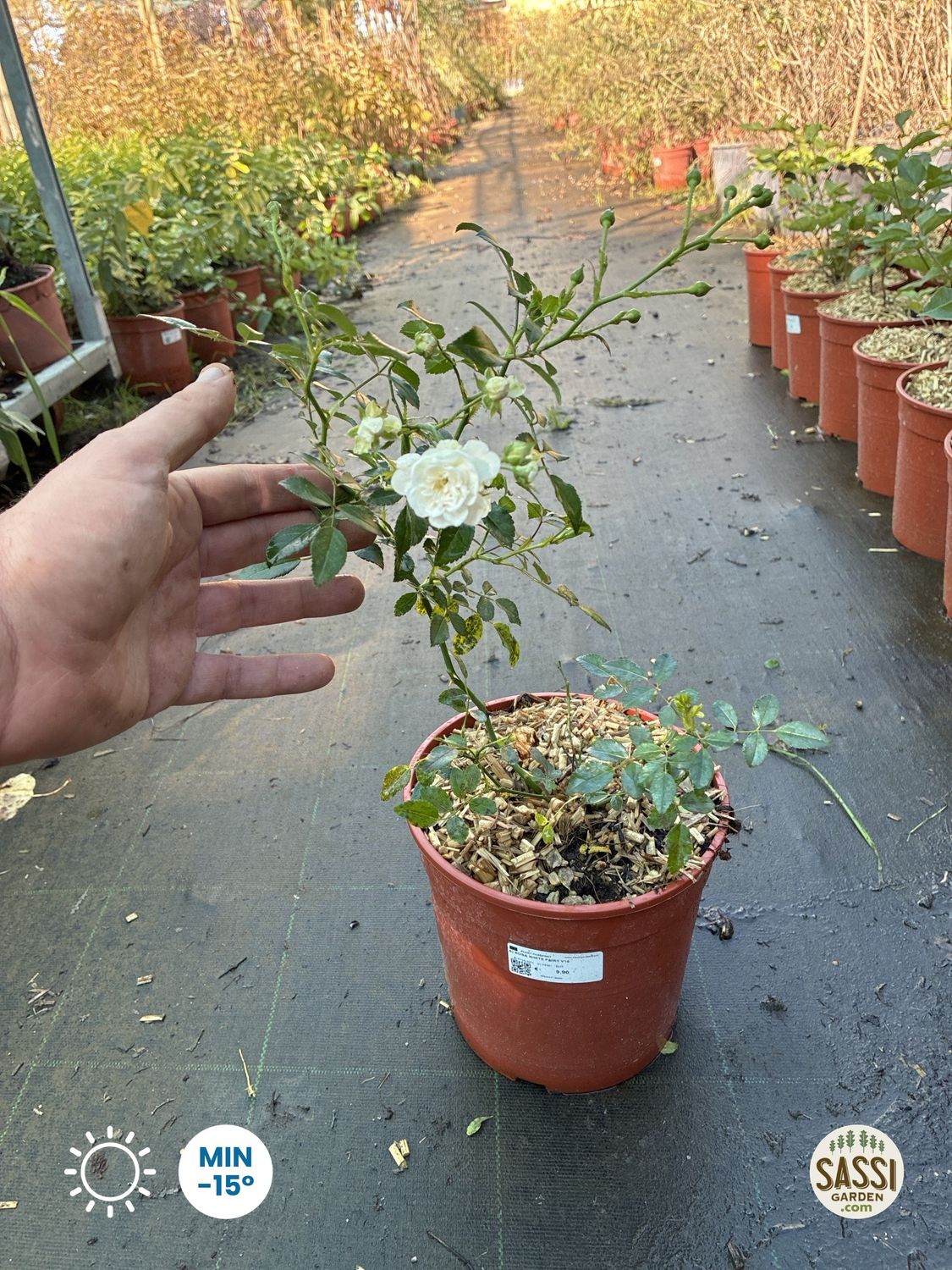 Rosa Paesaggistica, Rose Paesaggistiche, Rosa 'White Fairy' - vaso Ø18 cm (FIORE BIANCO) Rosa Paesaggistica, Rose Paesaggistiche, Rosa 'White Fairy' - vaso Ø18 cm (FIORE BIANCO) - Foto di Ottobre 2026