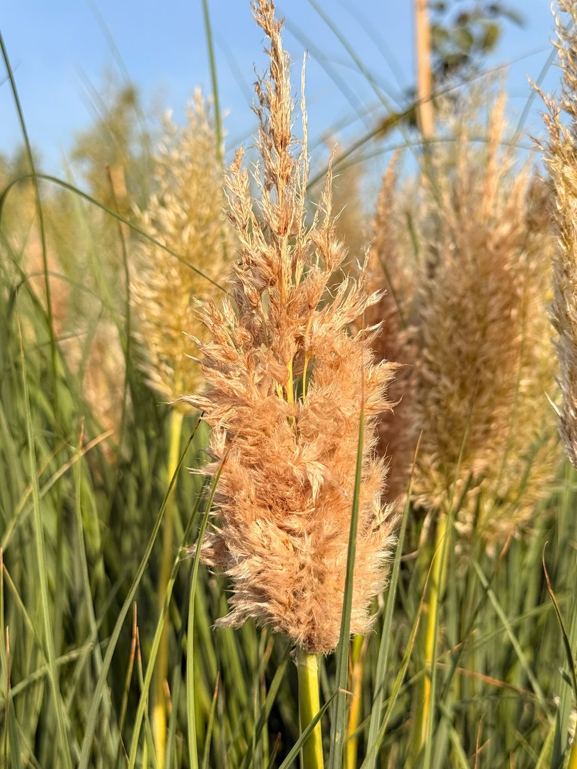 Cortaderia selloana 'Mini Silverpampas', Erba della Pampa nana - vaso Ø23 cm