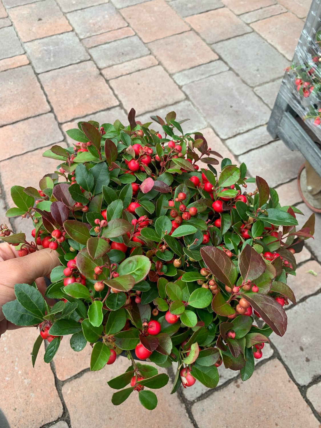 Gaultheria procumbens 'Big Berry', Wintergreen - ciotola Ø26 cm