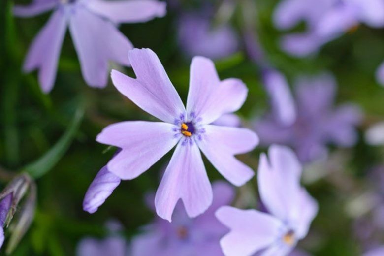 Phlox strisciante, Phlox subulata 'Emerald cushion blue' - vaso Ø10 cm