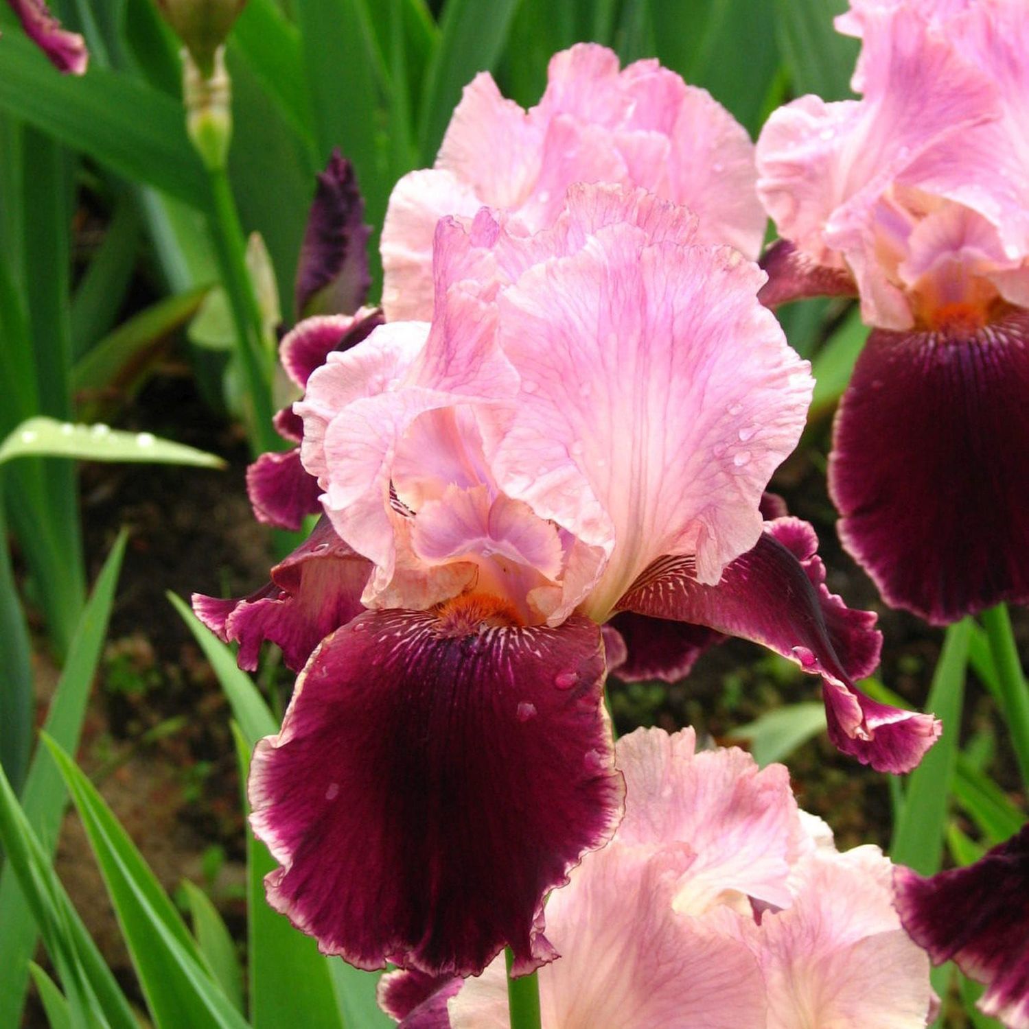 Iris Germanica 'Wine and Roses' - vaso Ø10 cm Iris Germanica 'Wine and Roses' - vaso Ø10 cm