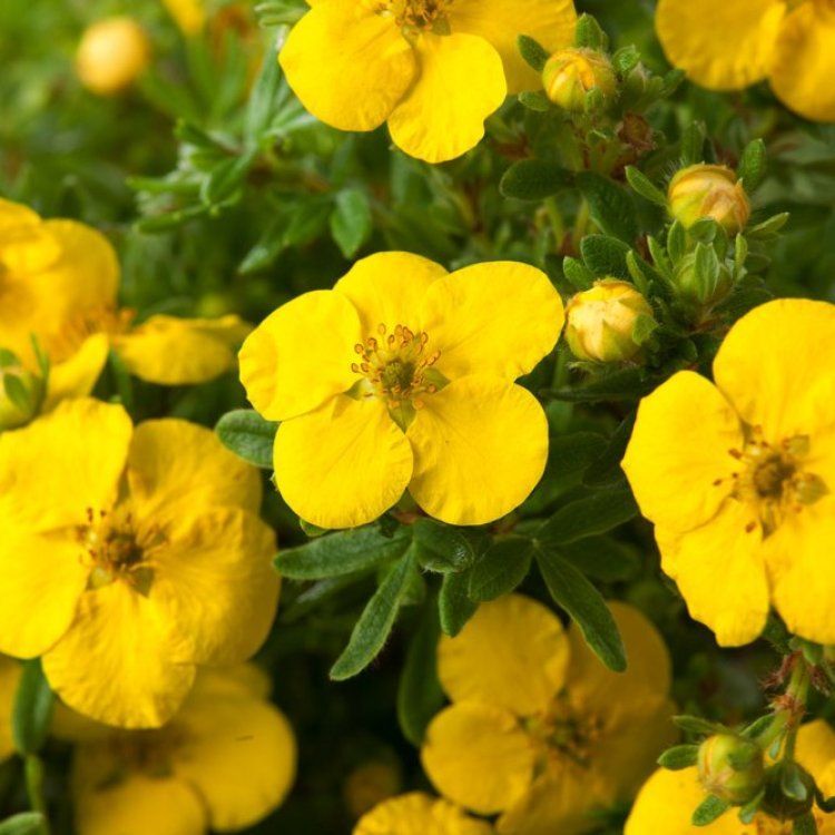 Potentilla fruticosa 'Kobold' - vaso Ø15 cm Potentilla fruticosa 'Kobold' - vaso Ø15 cm