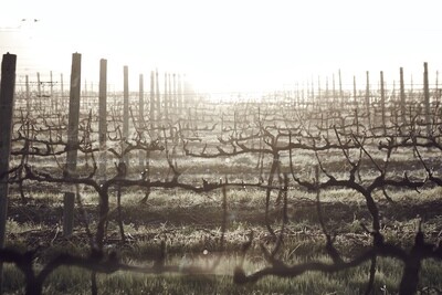 Lothian Estate Wines