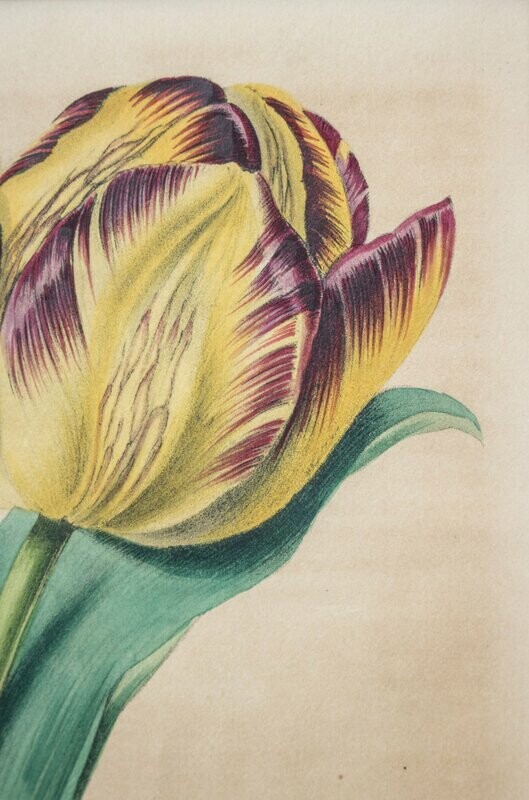 TULIP