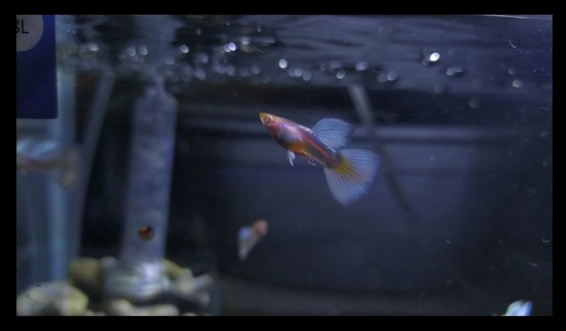 Albino German Yellow
